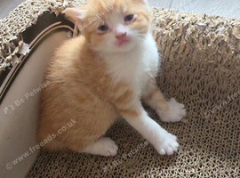Kittens looking for sale