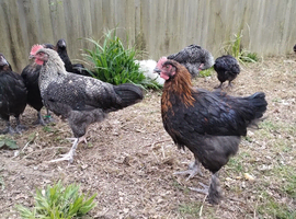 French Black Copper Marans and silkie cockerels