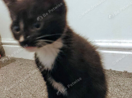Adorable Female Kitten