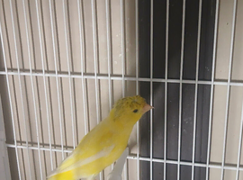 Rylander Cock Canary