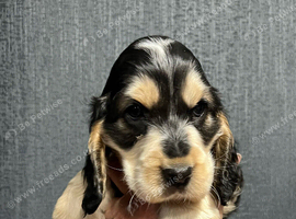 KC reg show type Cocker Spaniel Puppies from DNA tested parents