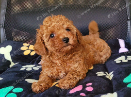 Asian Poodle Male for sale