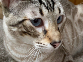 Adult male bengal cat