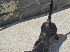 Male Dachshund