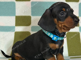 Ready this weekend Cute smooth haired miniature dachshunds