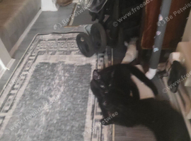 6 month old female black kitten
