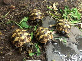 Hermanns hatchlings