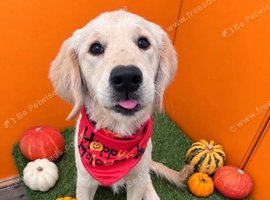 23 week old Golden Retriever