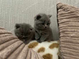 ABSOLUTELY BEAUTIFUL BRITISH BLUE KITTENS 8 WEEKS OLD MUM IS PEDIGREE