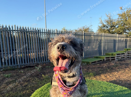 &pound;150 OVNO, cockapoo cross staff
