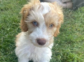 Boy cockapoo looking for new home