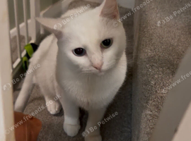 2 cats look for a home