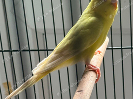 Baby budgies
