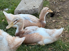 Pure bred male saxony duck