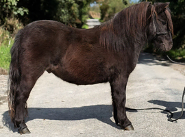 Registered mini gelding