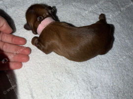KC REGISTERED IMERIAL SHIH TZU LUXURY