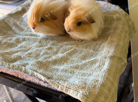 Brothers