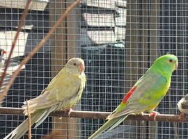 Red rumps