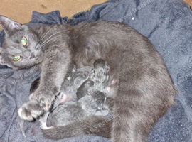 Russian blue x long haired domestic