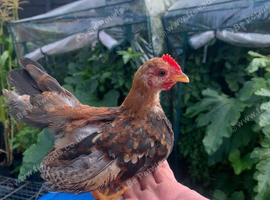Serema cockerel - Great Barr