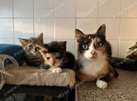 Beautiful Kittens