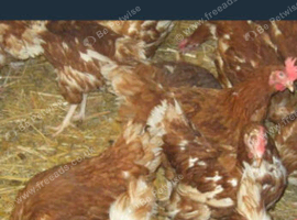 Rescued Chickens / Egg laying Hens &pound;6 each 5 for &pound;25