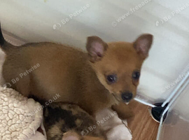 Boy and girl short hair Pomeranian chihuahua cross jackrussell