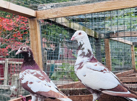 Meulman pair