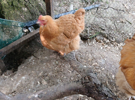 Buff orpington laying hen for sale