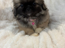 Kc registered Pekingnese