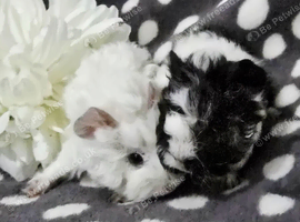 Boar pair available