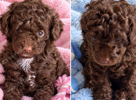 Stunning pure bred toy poodie pups