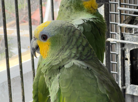 Stunning Amazon parrot for sale