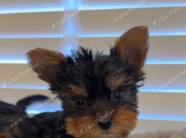 Mini Yorkshire terrier puppy&rsquo;s