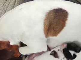 Jack Russell puppies