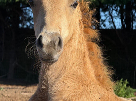 Palomino British riding pony colt yearling