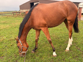 3 year old filly
