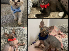 SPHYNX kittens ready to leave 6th June