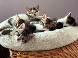 Beautiful fluffy kittens