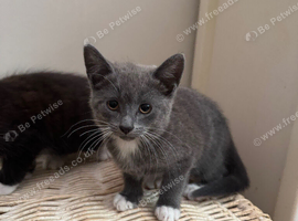 6 month kitten