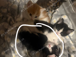 black and white female for sale