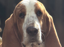 Proven Red & White Basset Hound Stud