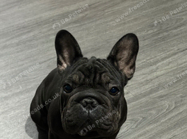 Frenchie