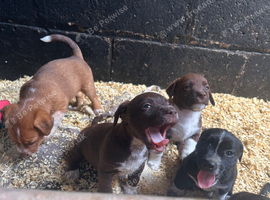 Terrier x collie pups for sale