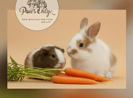 Rabbit and Guinea pig boarding.