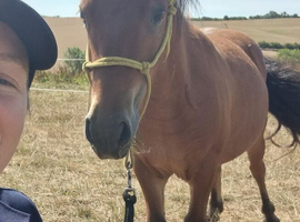 Sweet Dartmoor Hill Pony Gelding