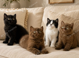 British shorthair kittens ready now