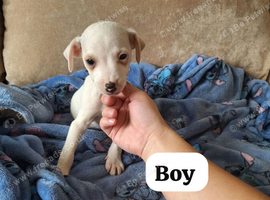 ADORABLE Jack Russell pups