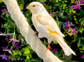 Outdoor Avairy Canaries&rsquo;s