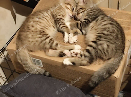 4 Bengal kittens